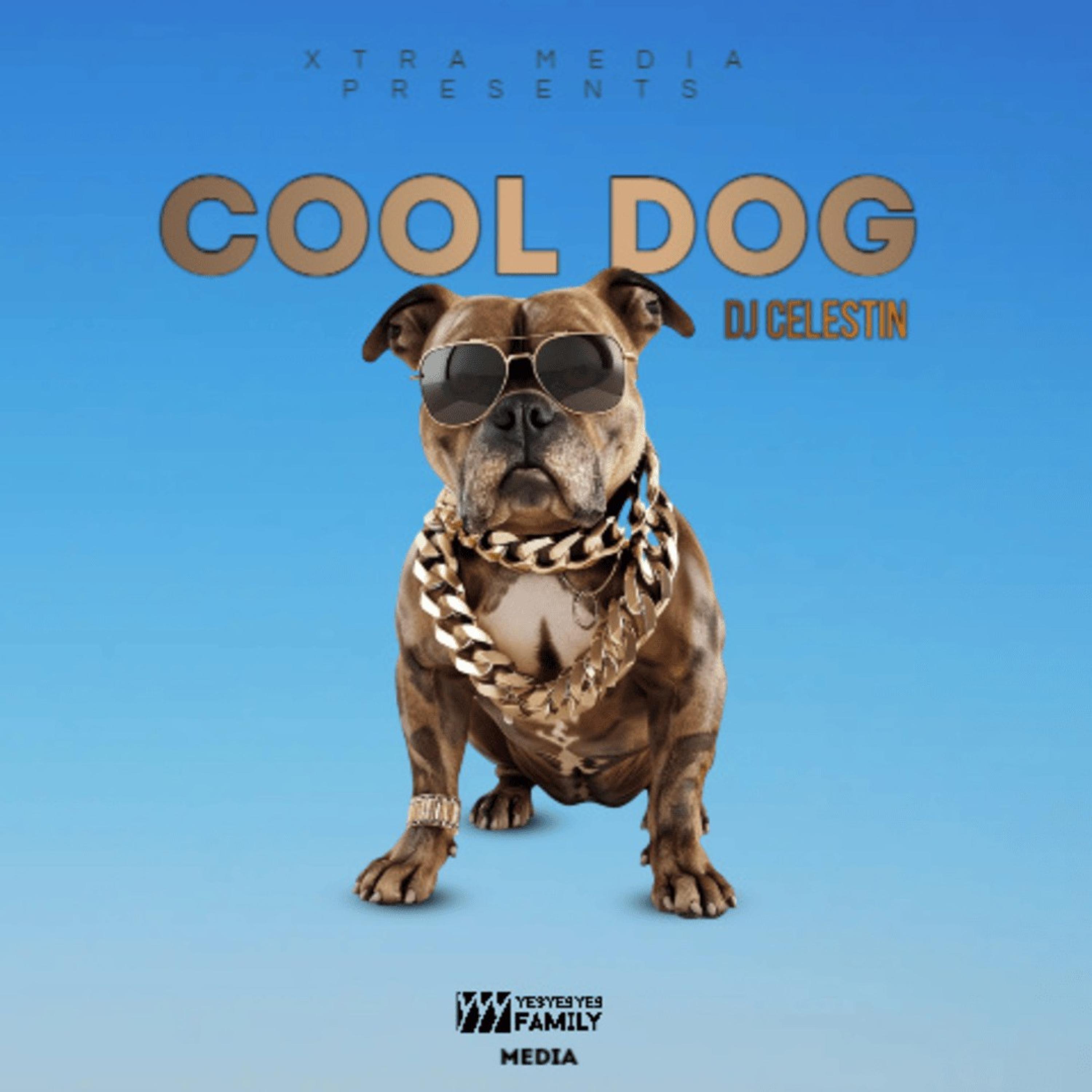 Cool Dog