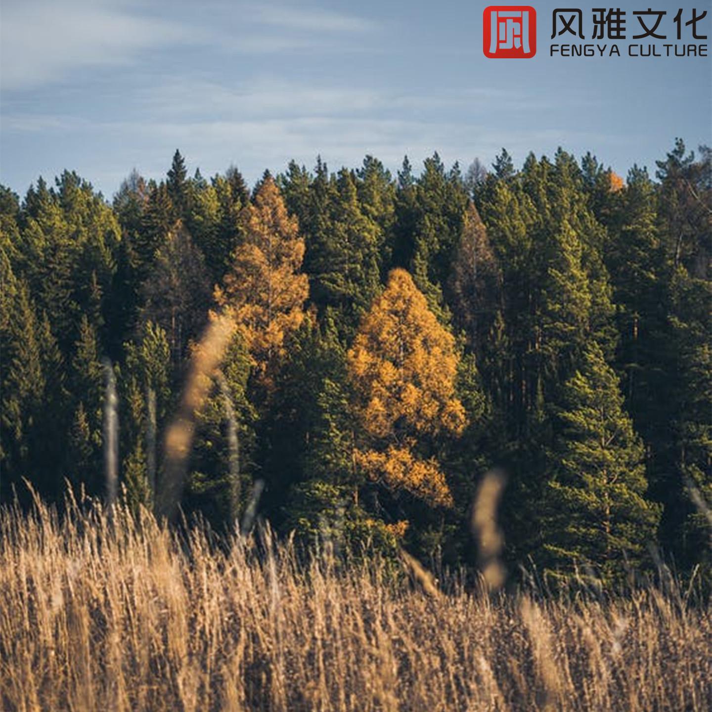 麻雀 -小提琴封面