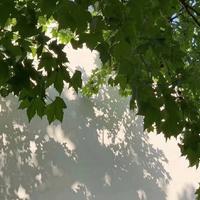詹梦杰