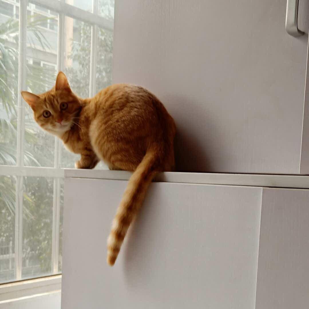 他的猫封面