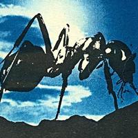 Black Ant