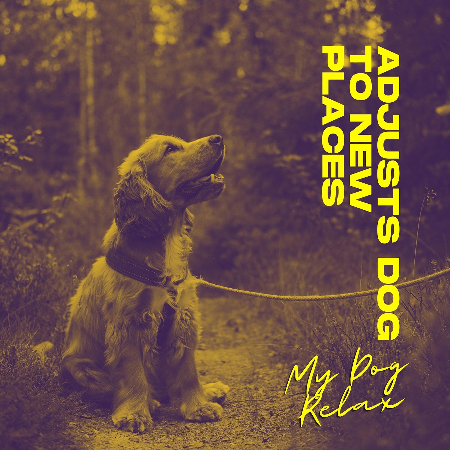 Natural Remedy My Dog Relax 单曲 网易云音乐