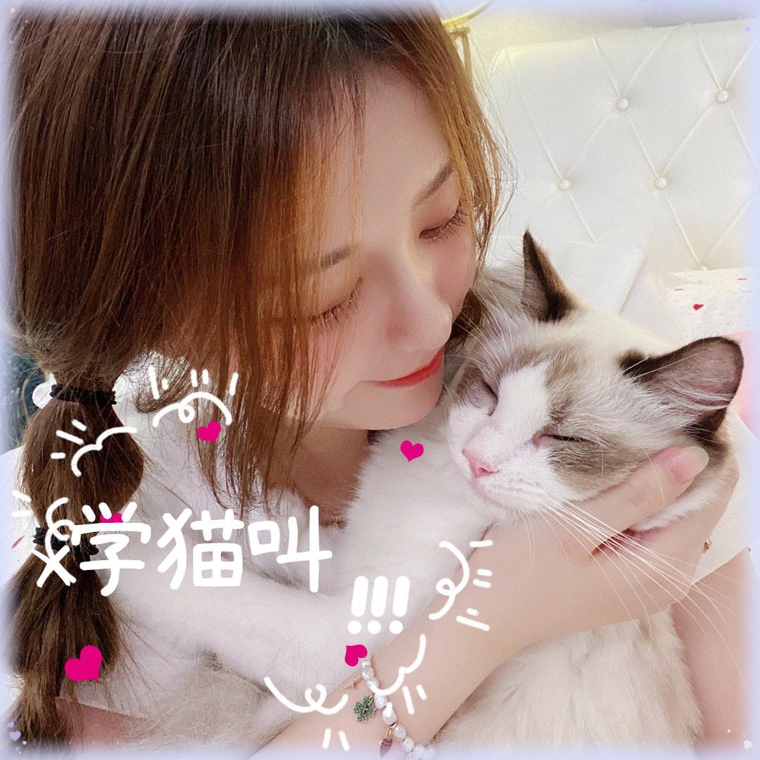 学猫叫封面