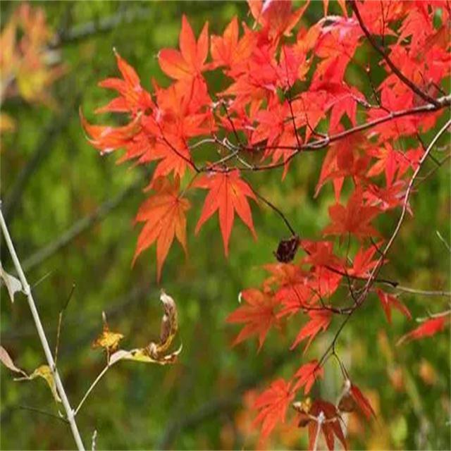 伤心太平洋_小白小白_小白 | 在线播放_伤心太平洋歌词_伤心太平洋下载 | 网易云音乐