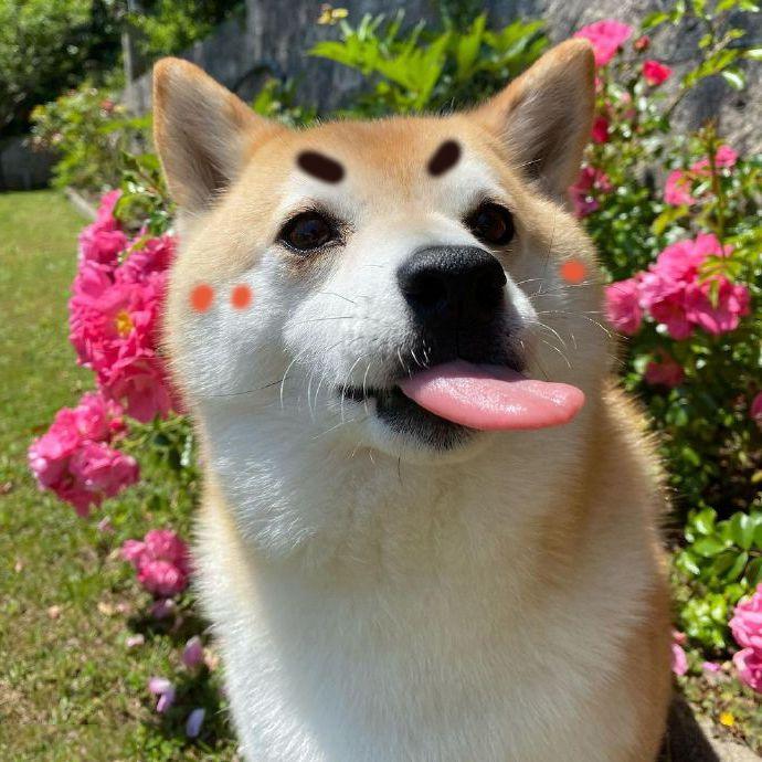 【翻唱】翼をください