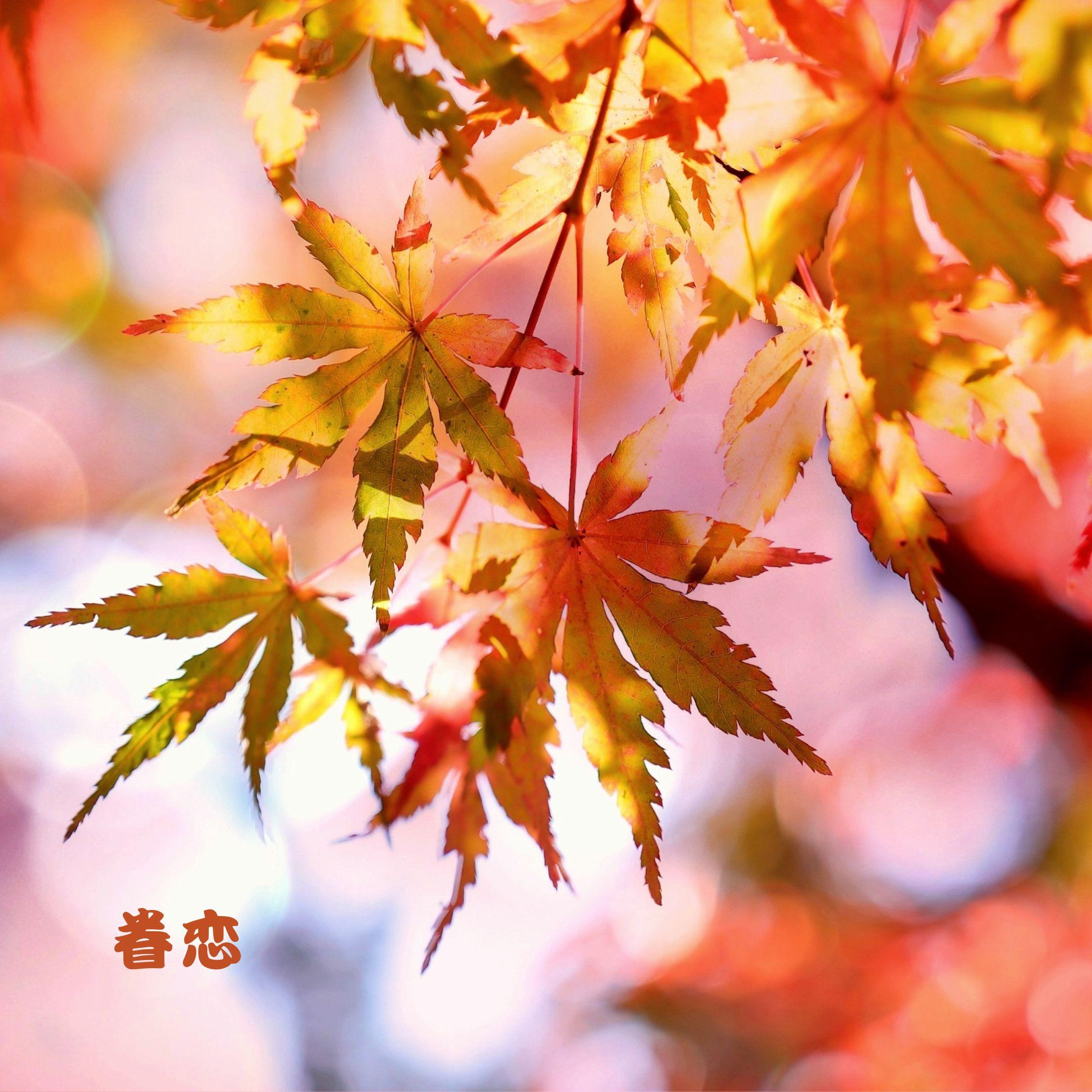 桃花落 (钢琴曲) - 睡前音乐盒封面