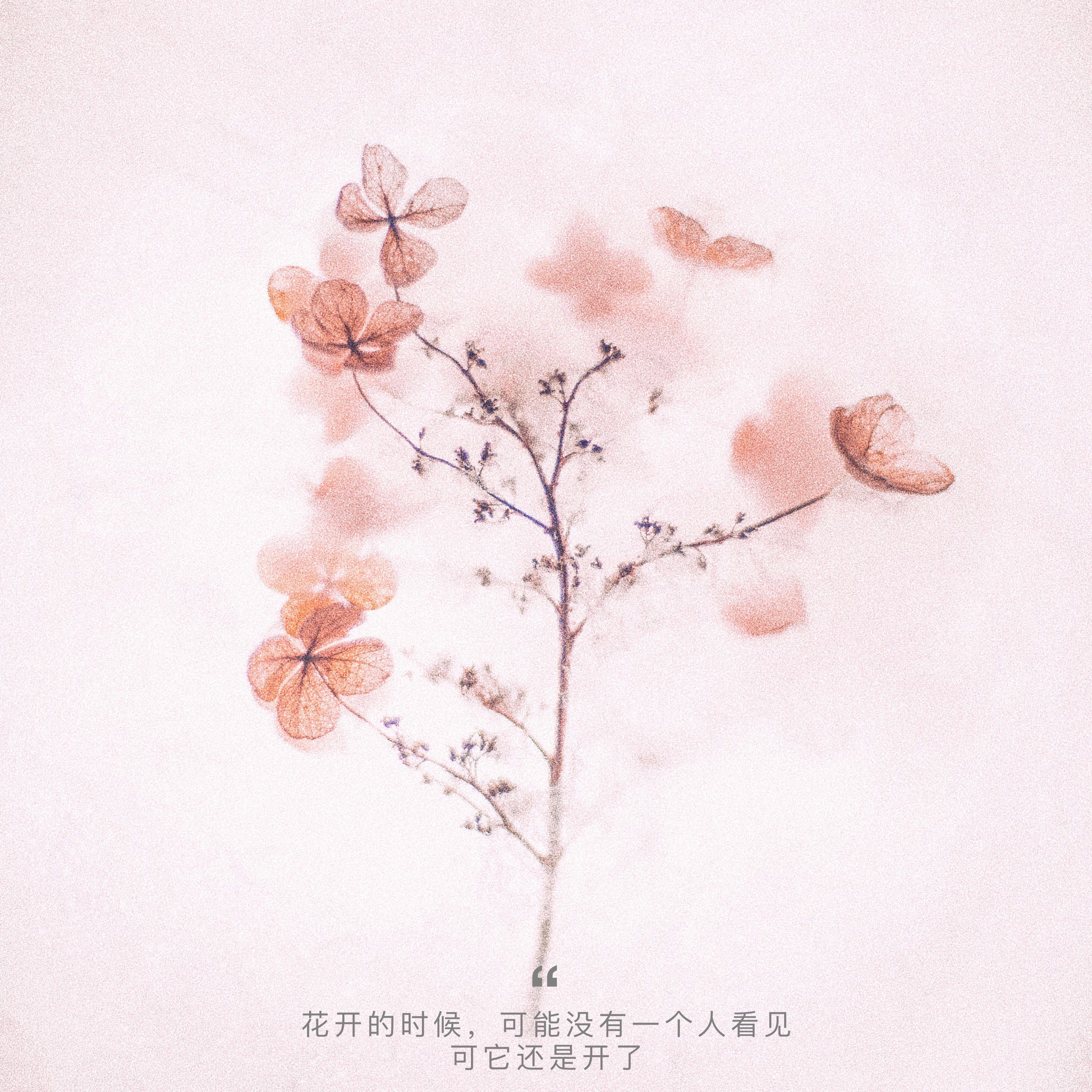 花开有时_忘乡_花开有时 | 在线播放_花开有时歌词_花开有时下载 | 网易云音乐