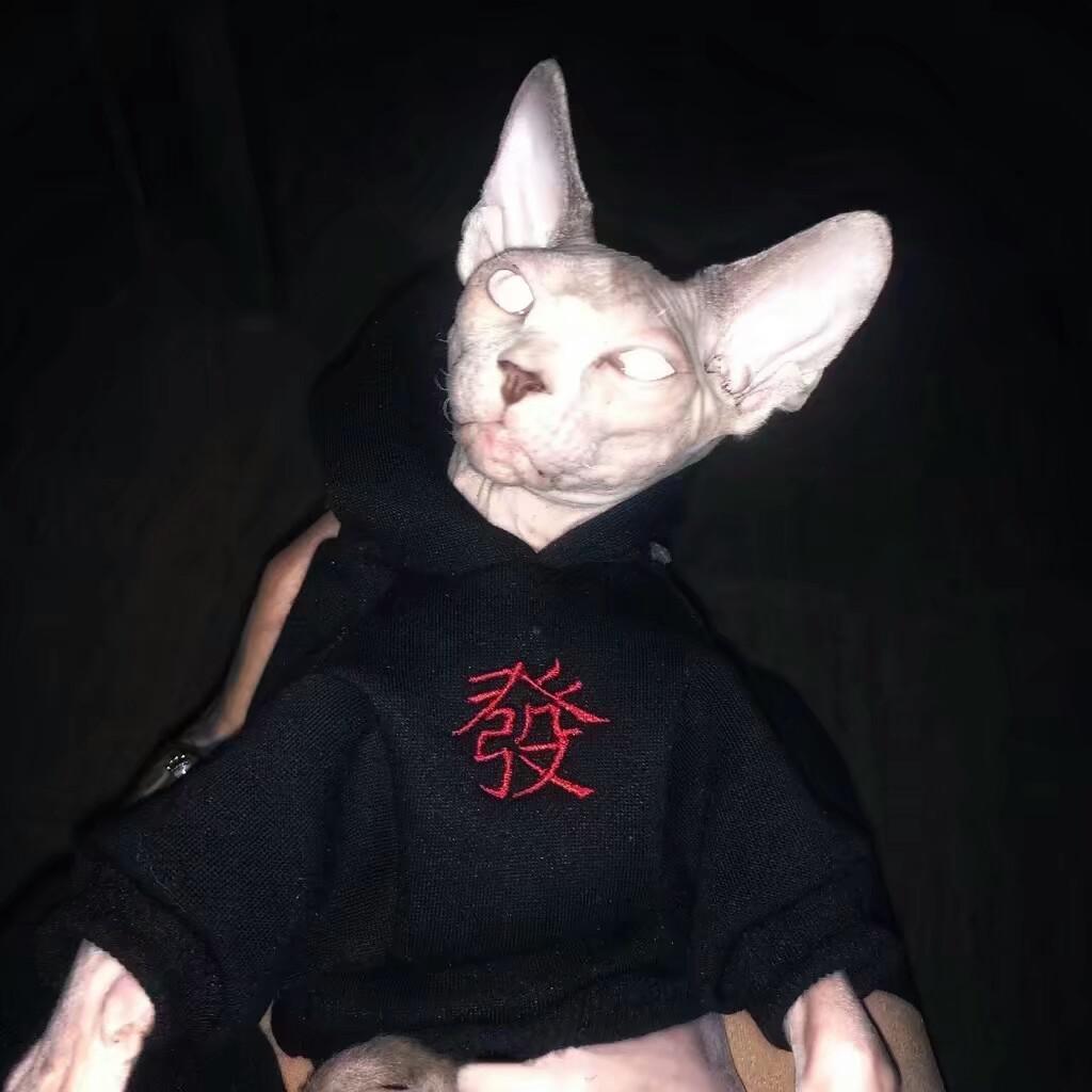 Xuân Này Con Không Về