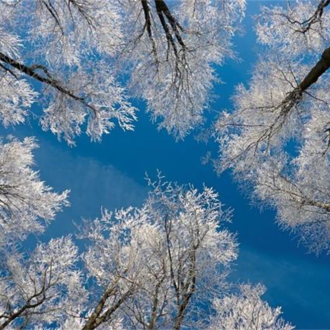 风中听落雪封面