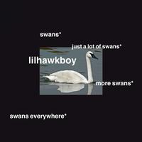 im talking about swans