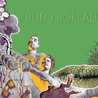 Bufo Borealis