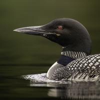 Serenade of Solace: Loon Songs for Nature Meditation