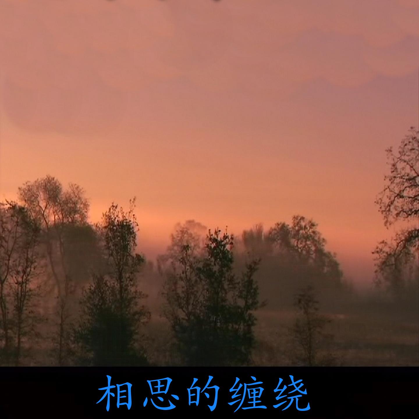相思的缠绕封面