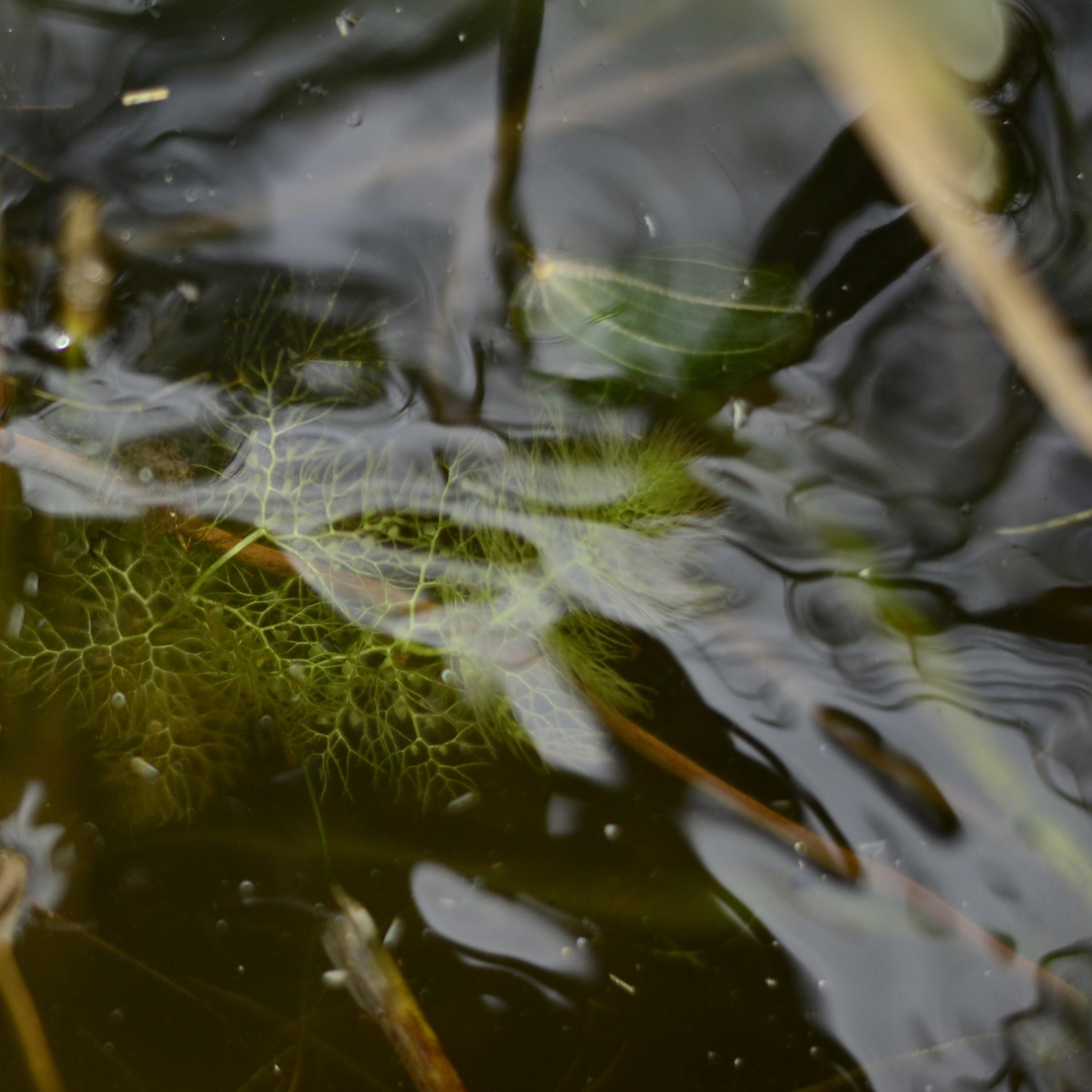 Lay Back (Sea Sound)