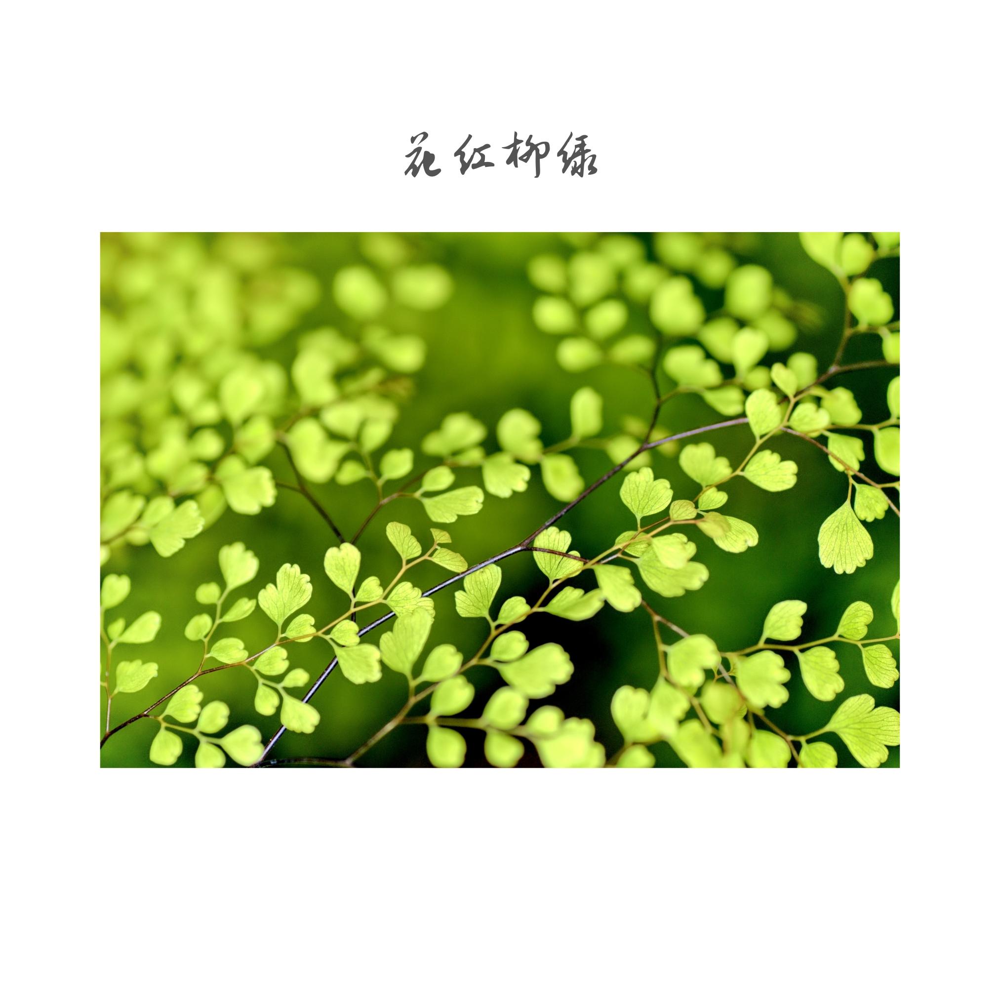 鸟语花香 (回忆版)封面