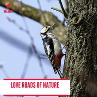 Love Roads of Nature