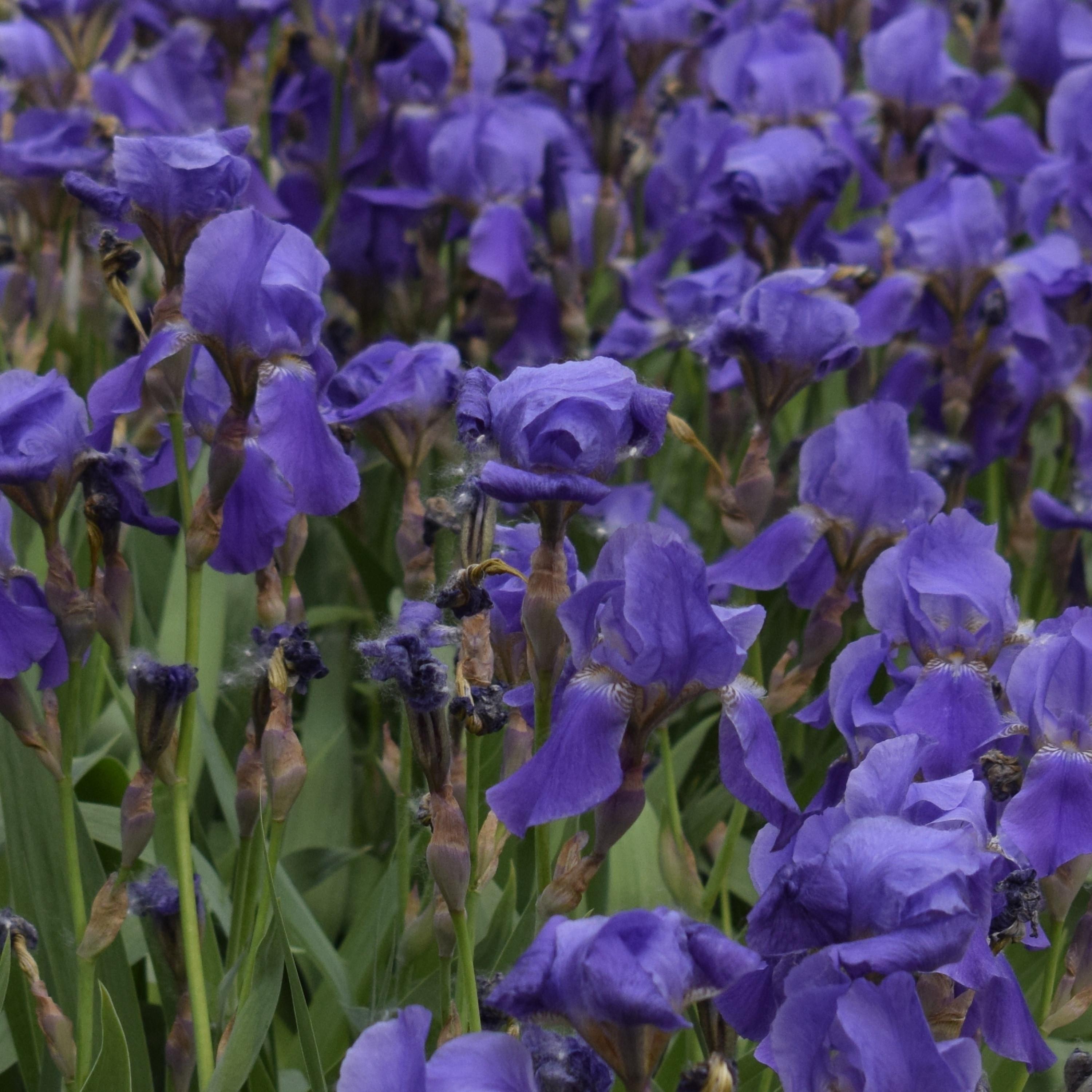 Lay Back (Sea Sound)