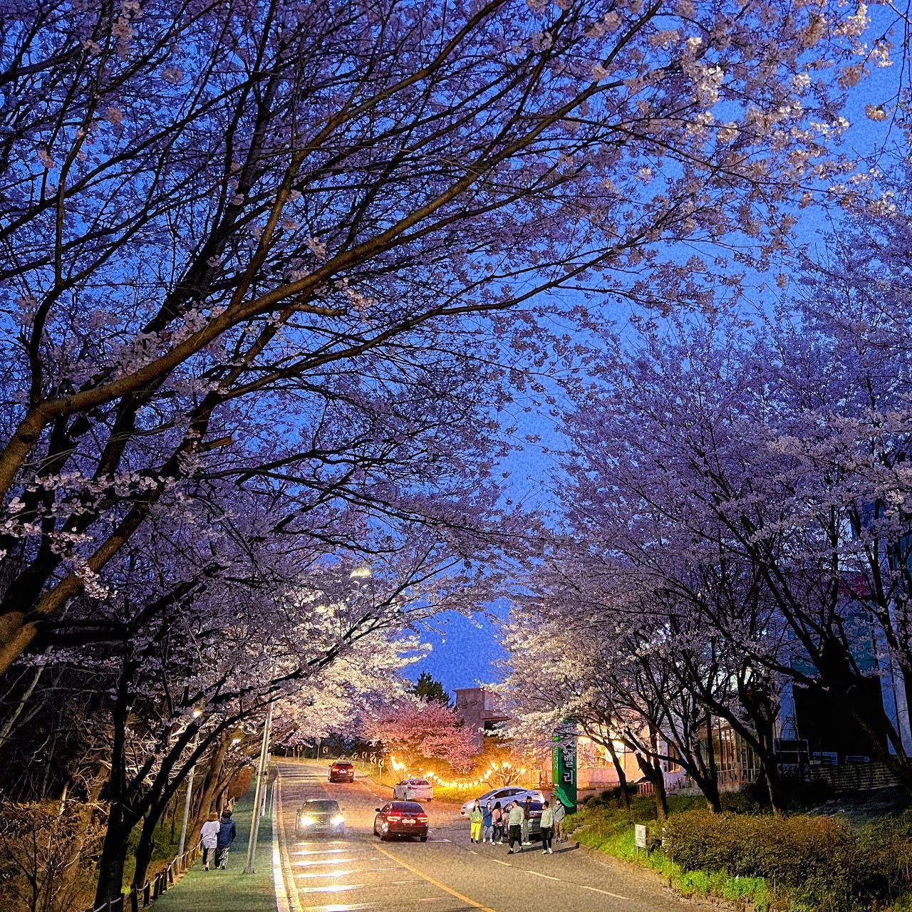 Small animals in the forest（The Wedding March）