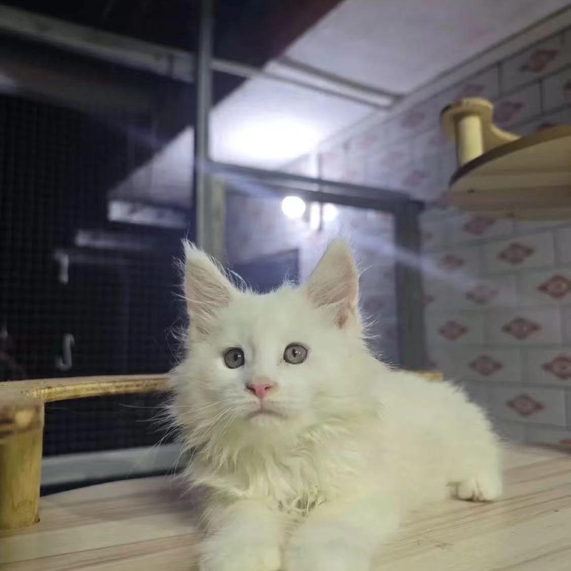 星空的呼唤封面