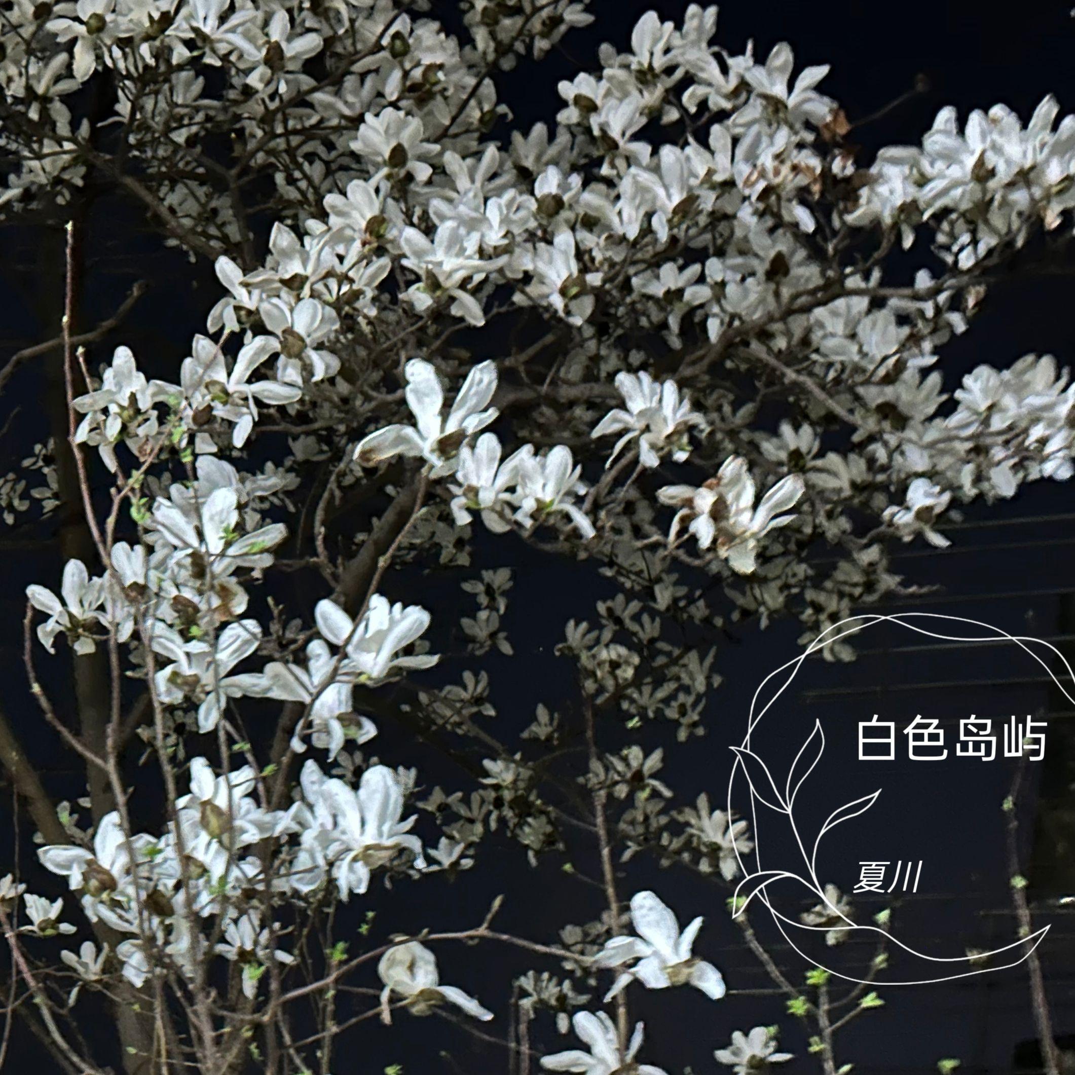 骗人鬼封面