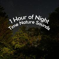 1 Hour of Night Time Nature Sounds