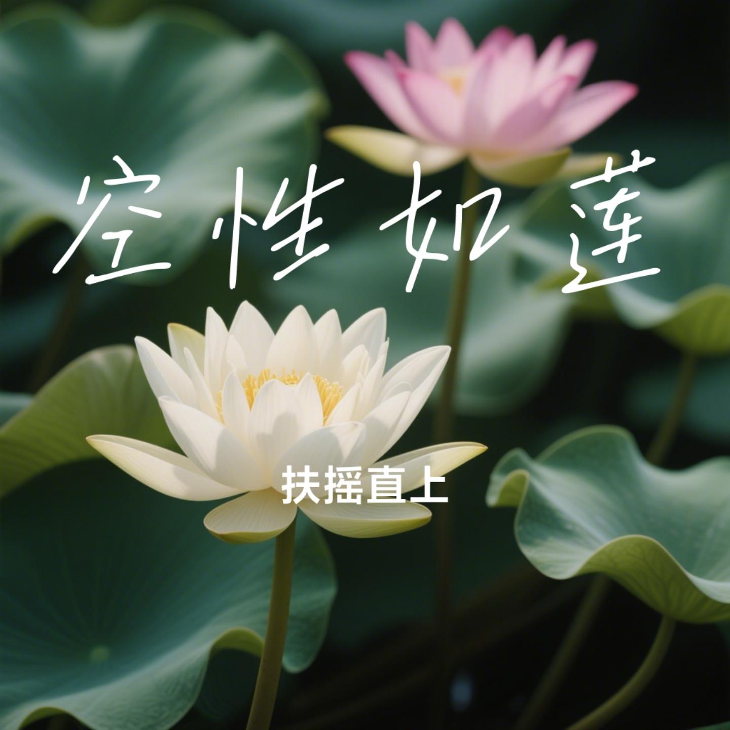 空性如莲封面