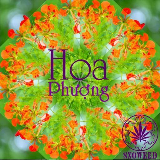 Hoa Phượng_SnoweeD_Hoa Phượng | 在线播放_Hoa Phượng歌词_Hoa Phượng下载 | 网易云音乐