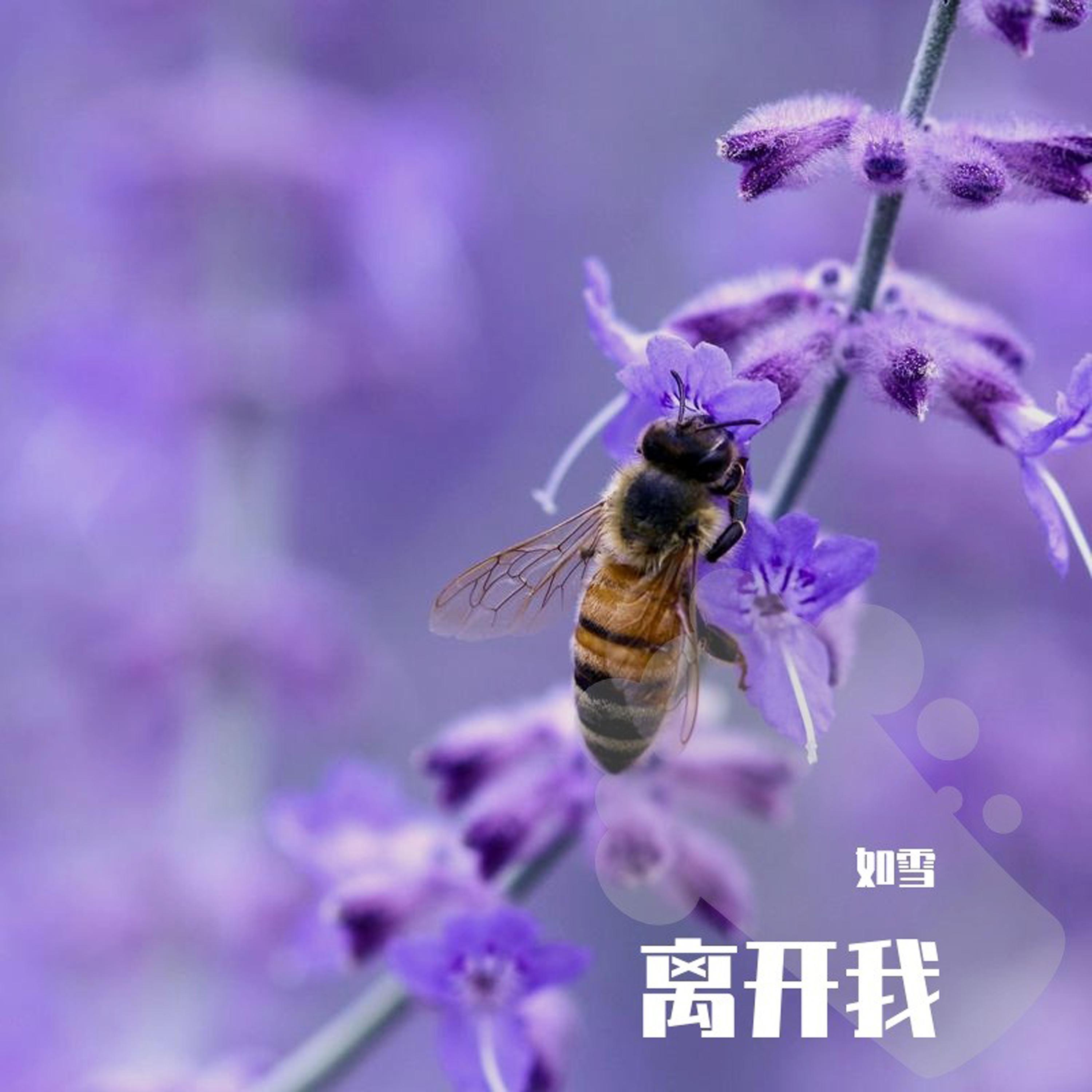 黄昏 (Remix)封面