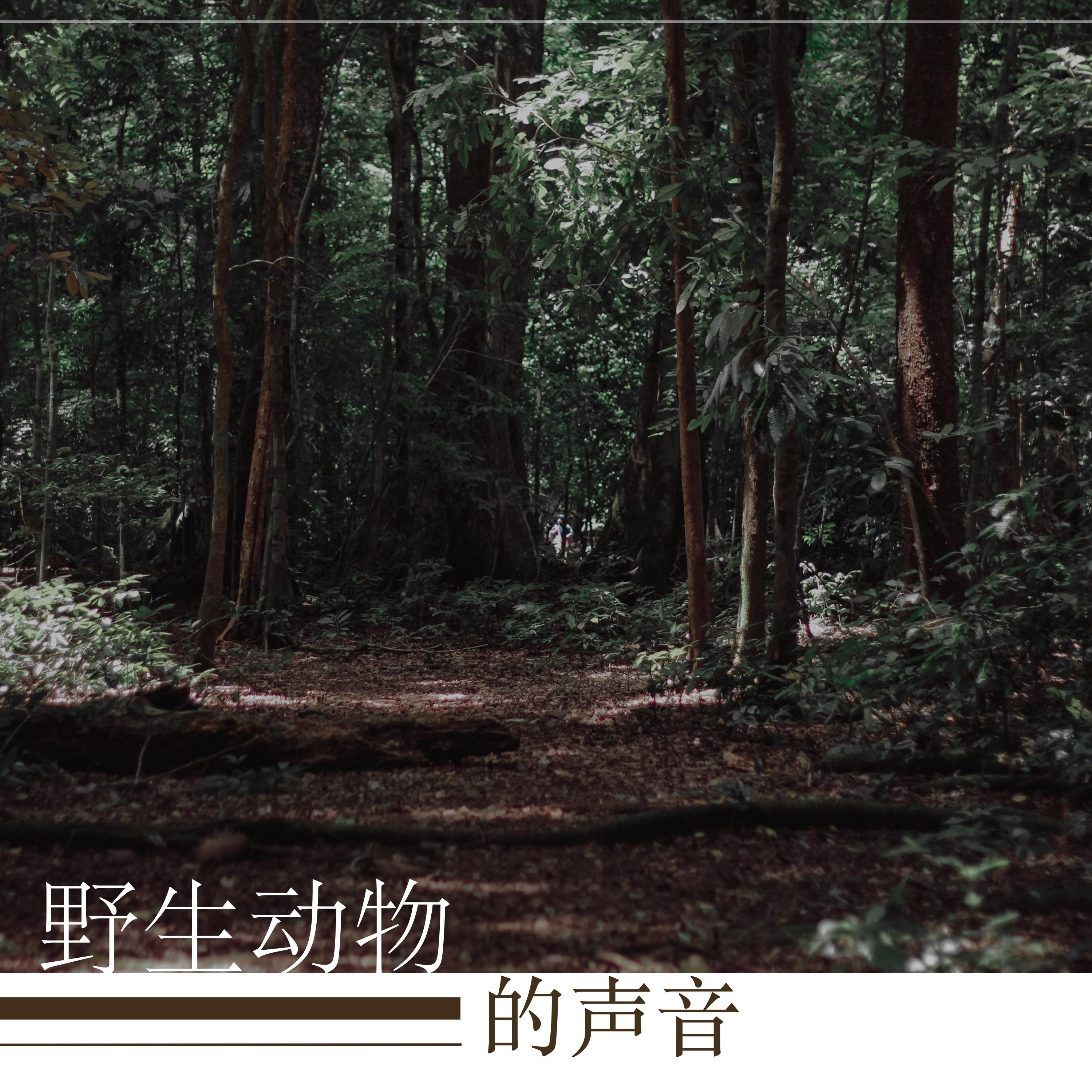 野生动物的声音封面