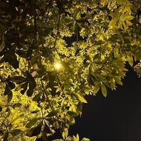 阿眠未眠