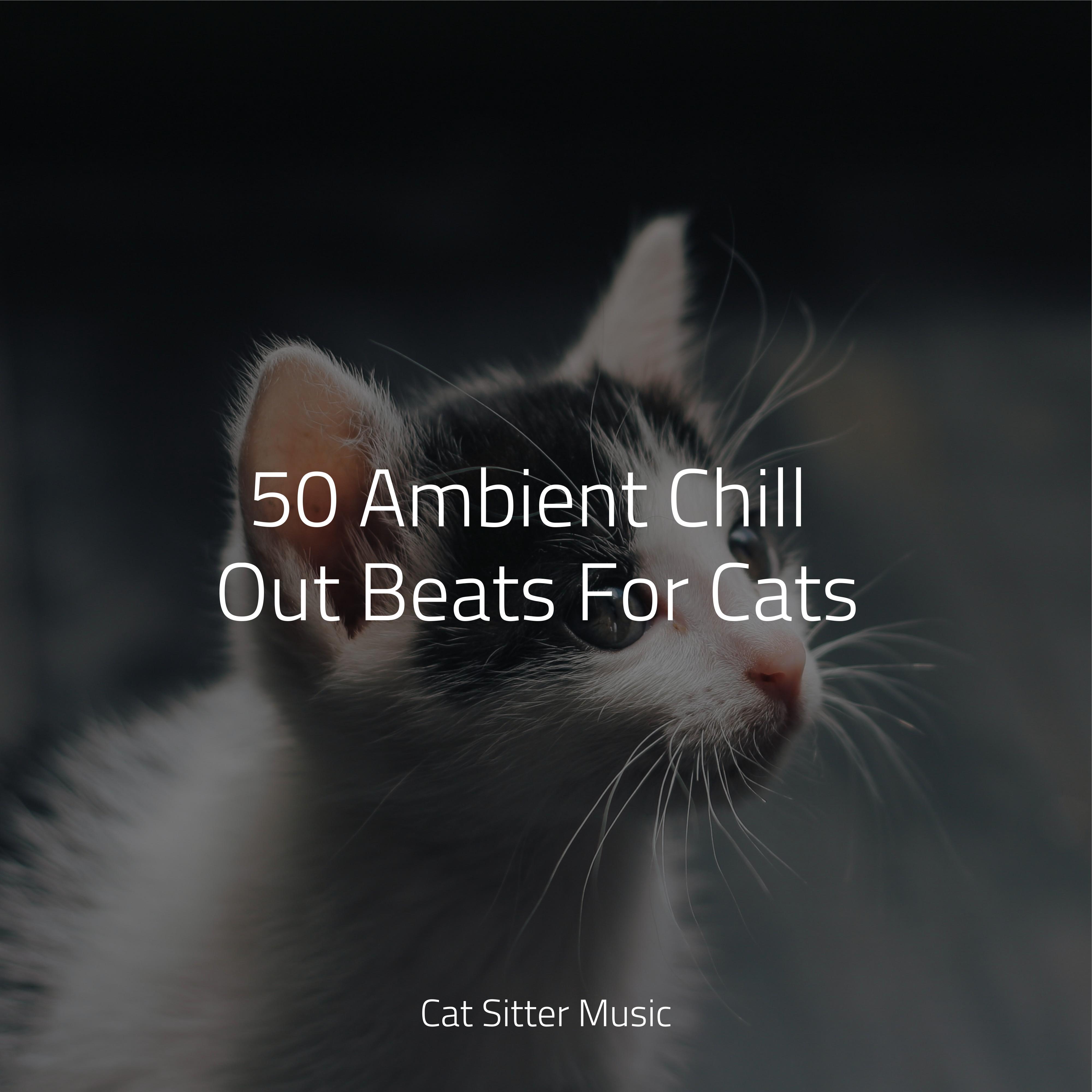 Calm Sea Breeze_Music for Relaxing Cats_50 Ambient Chill Out Beats For Cats | 在线播放_Calm Sea Breeze歌词_Calm Sea Breeze下载 | 网易云音乐