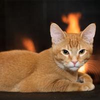 Radiant Cat Serenade: Binaural Fire and Ember's Comforting Tranquility