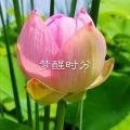 梦醒时分 (DJ版)封面