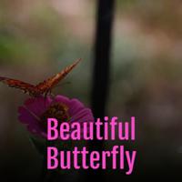 Beautiful Butterfly