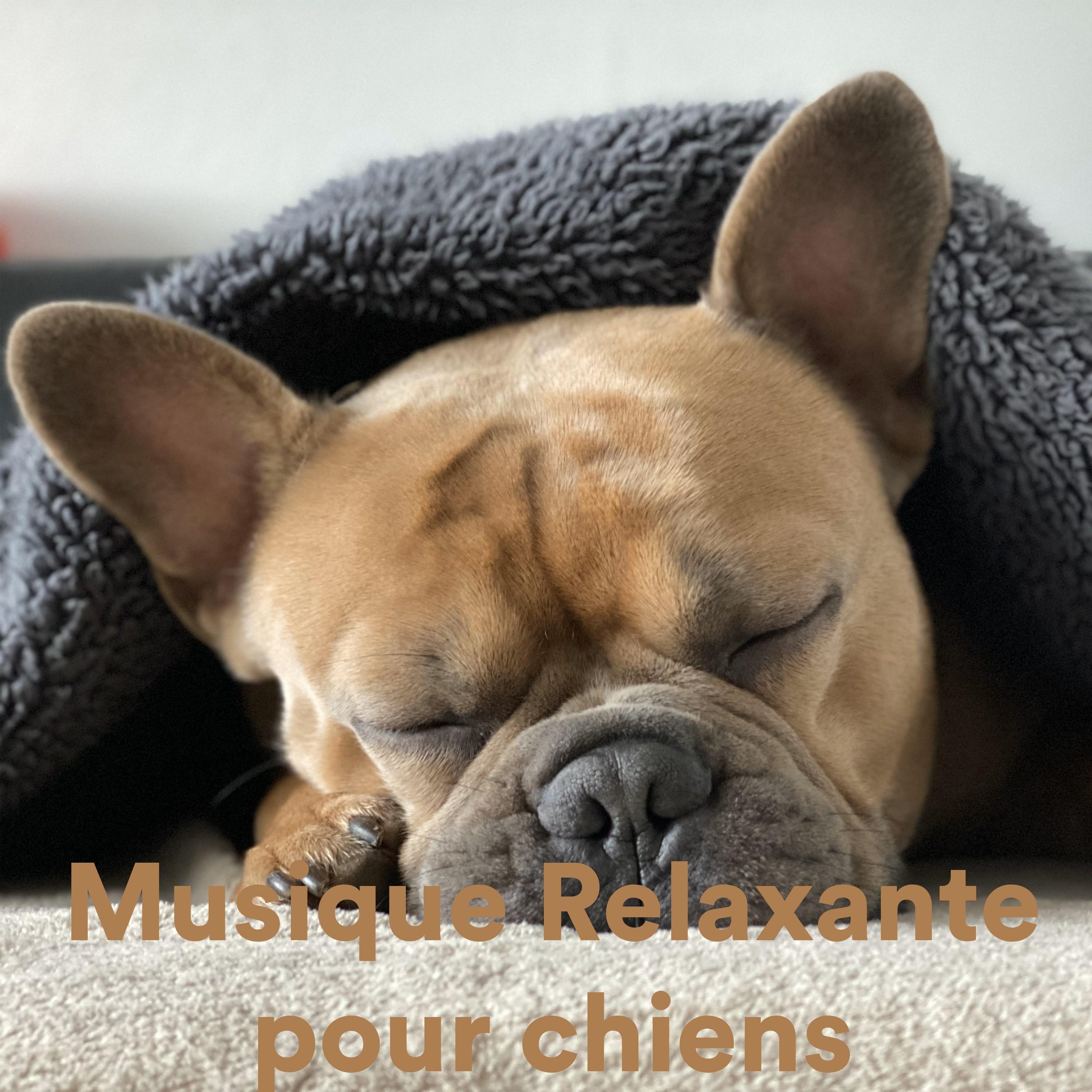 Cat Astrophe_The Cat Relaxer_Musique Relaxante Pour Chiens | 在线播放_Cat Astrophe歌词_Cat Astrophe下载 | 网易云音乐