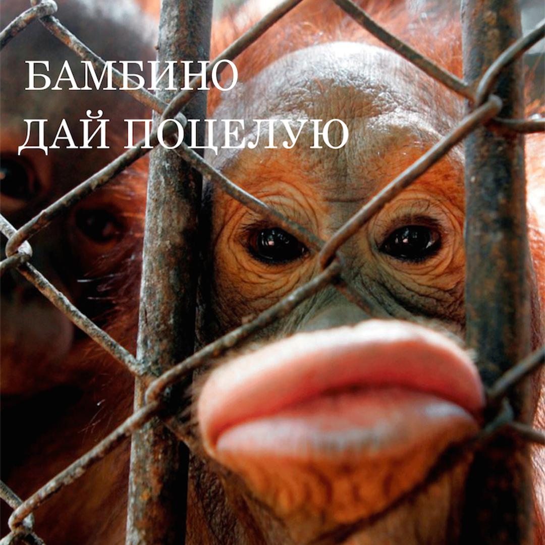 Обезьяны губы