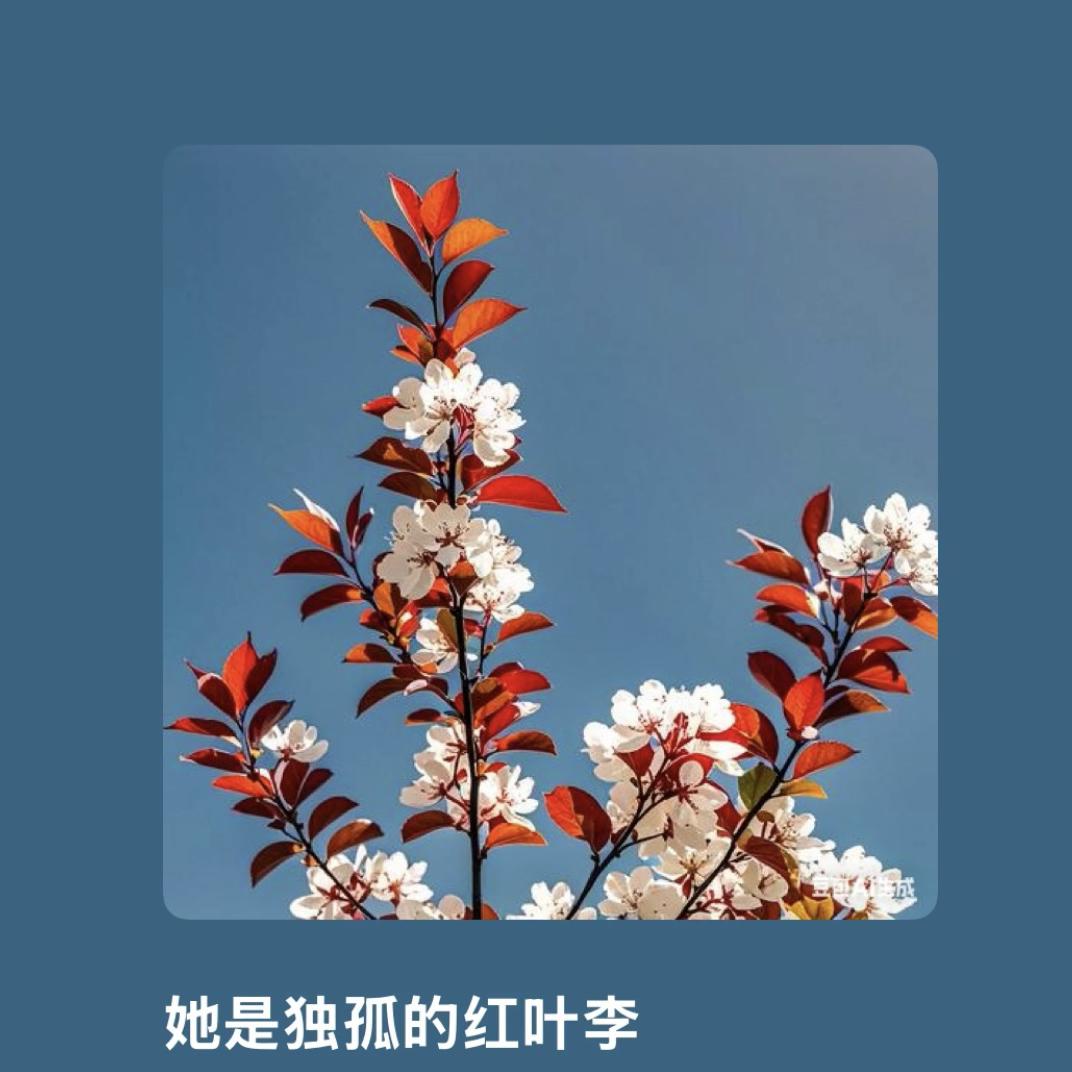 《她是孤独的红叶李》