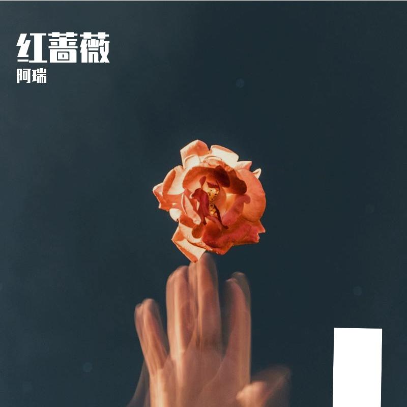 红蔷薇 伴奏封面