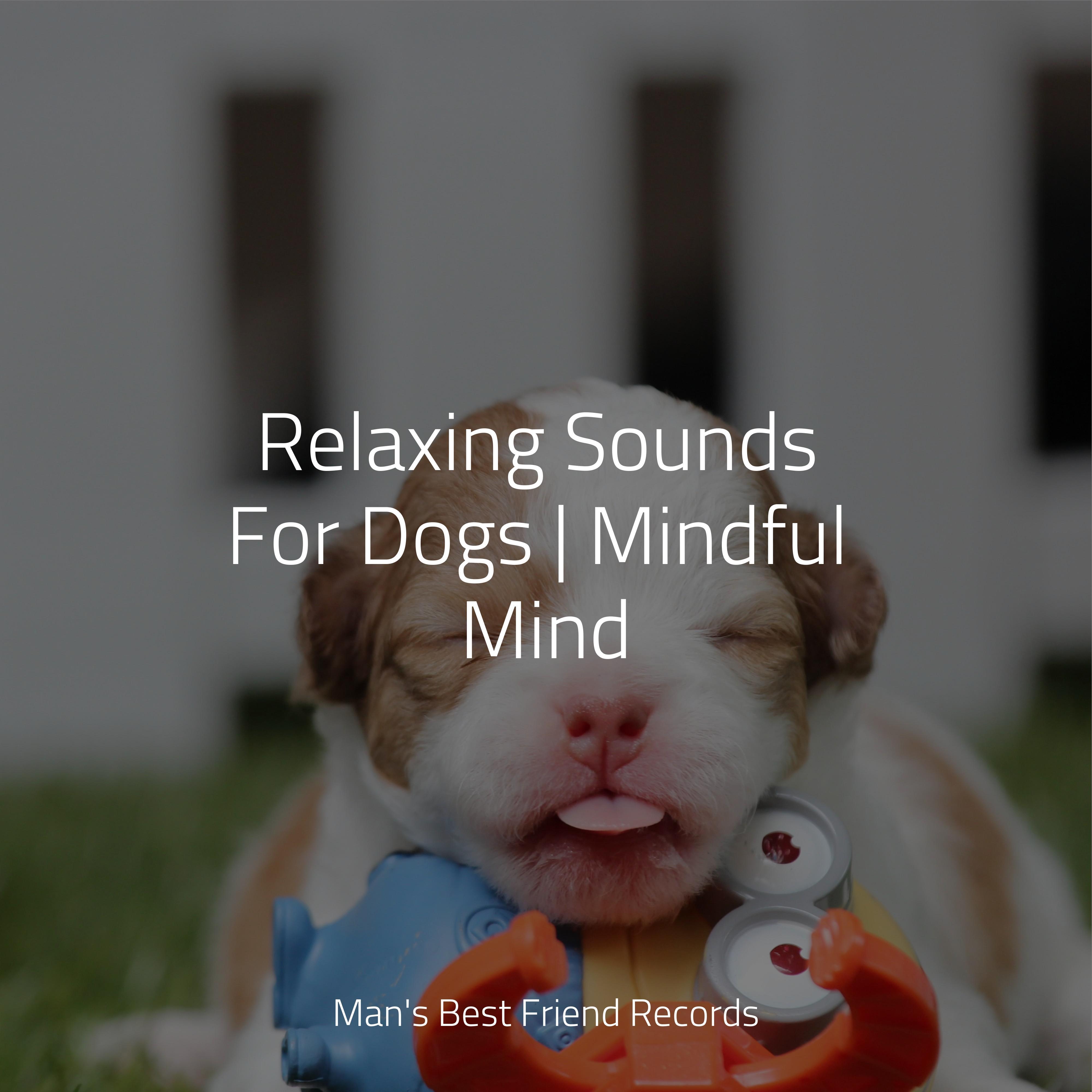 Sleepy Head Music For Dogs Collective Pet Care Music Therapy Dog 