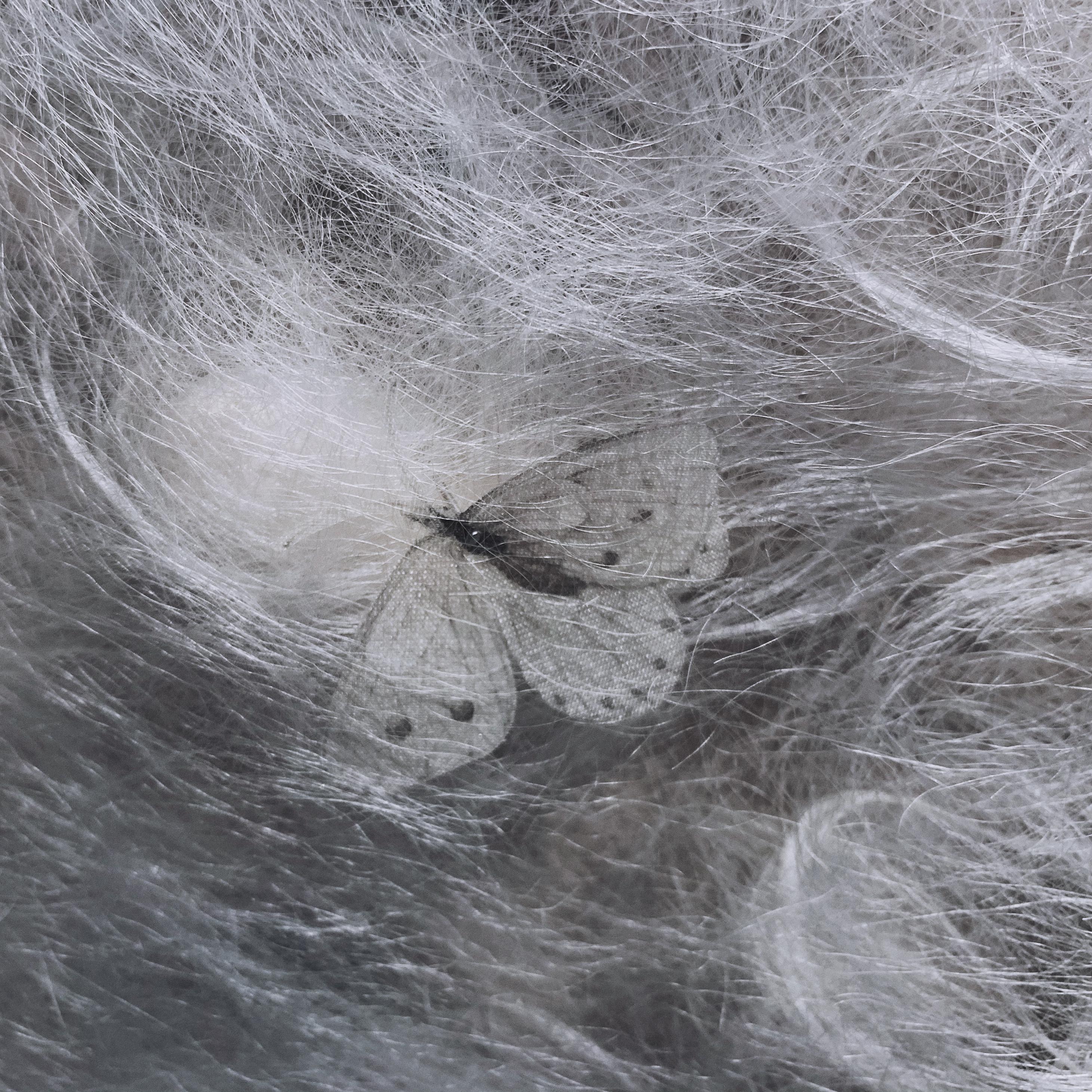 butterflies(in my stomach)_nebula_butterflies（in my stomach） | 在线播放_butterflies(in my stomach)歌词_butterflies(in my stomach)下载 | 网易云音乐