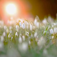 Playing in the Sunlight