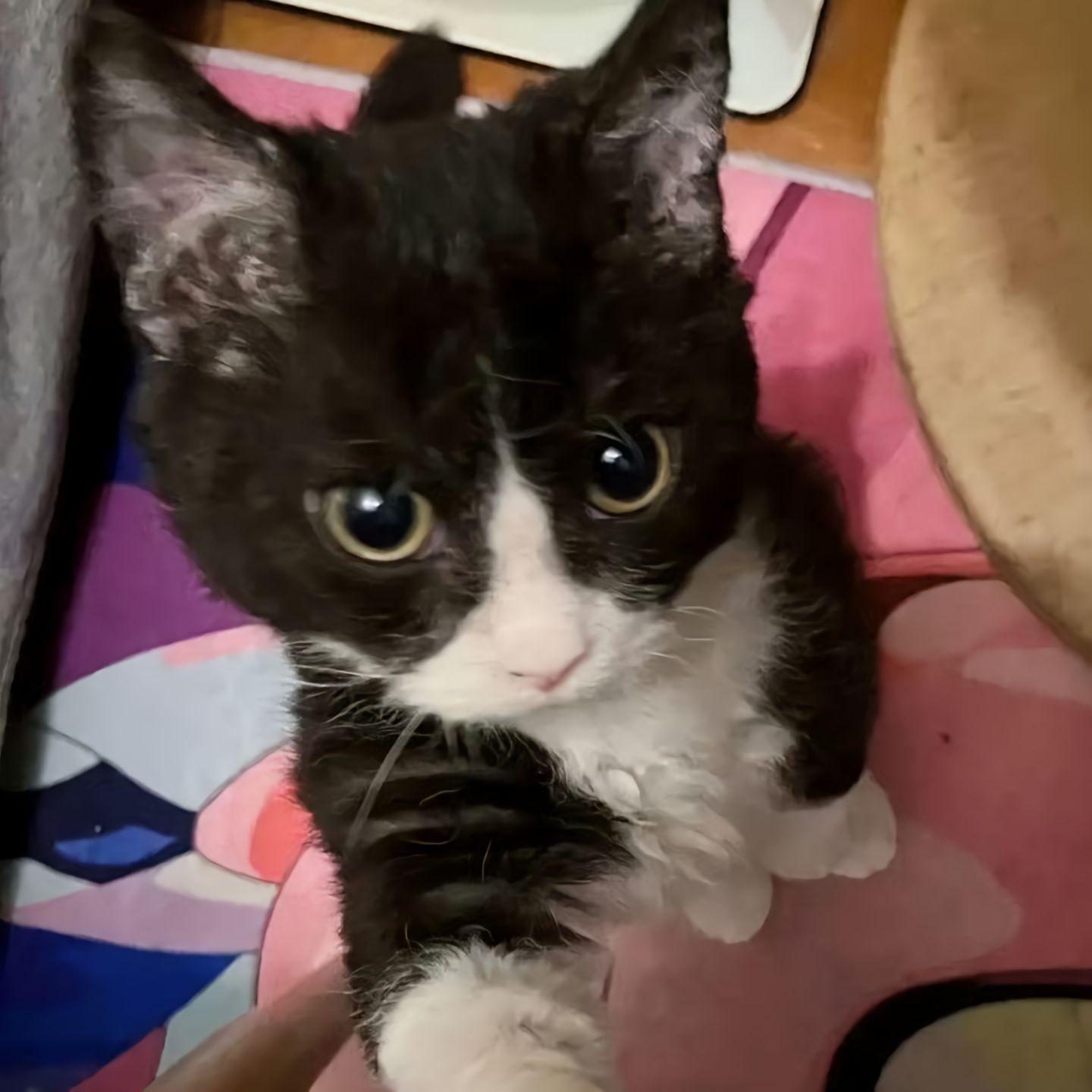 My Little Kitty封面
