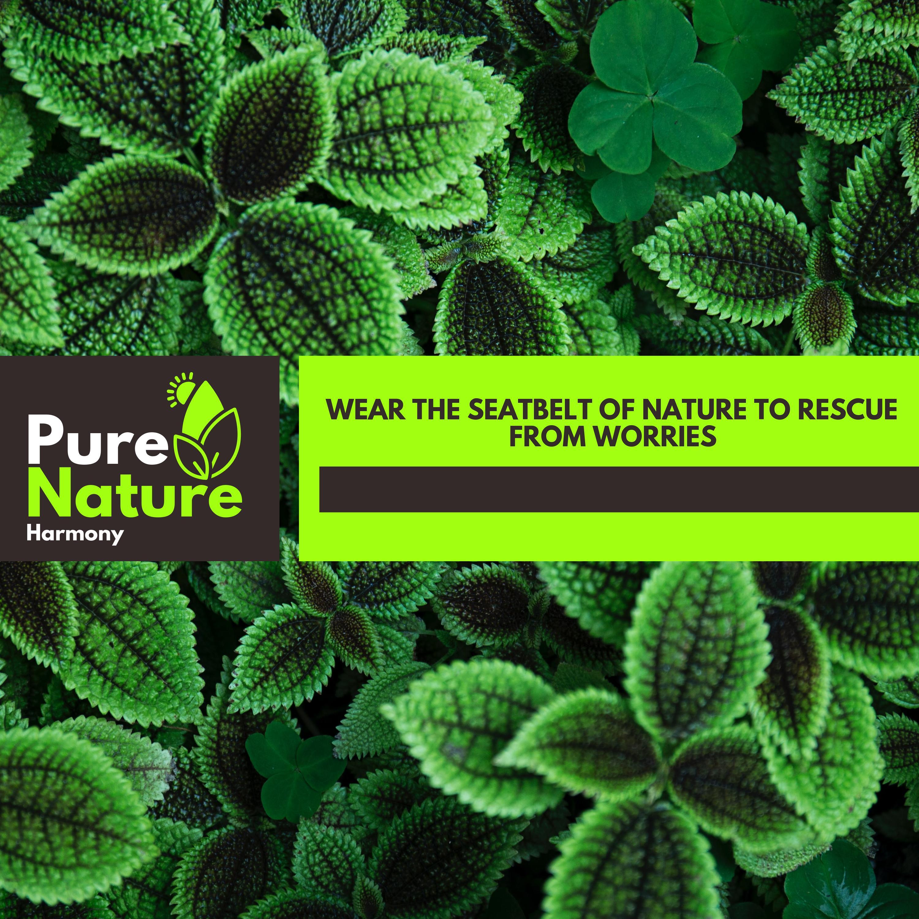 Chicky Accasia Pied Barnet