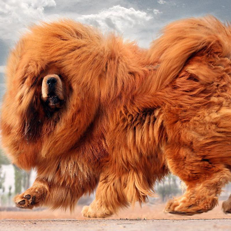 狐狸尾巴封面