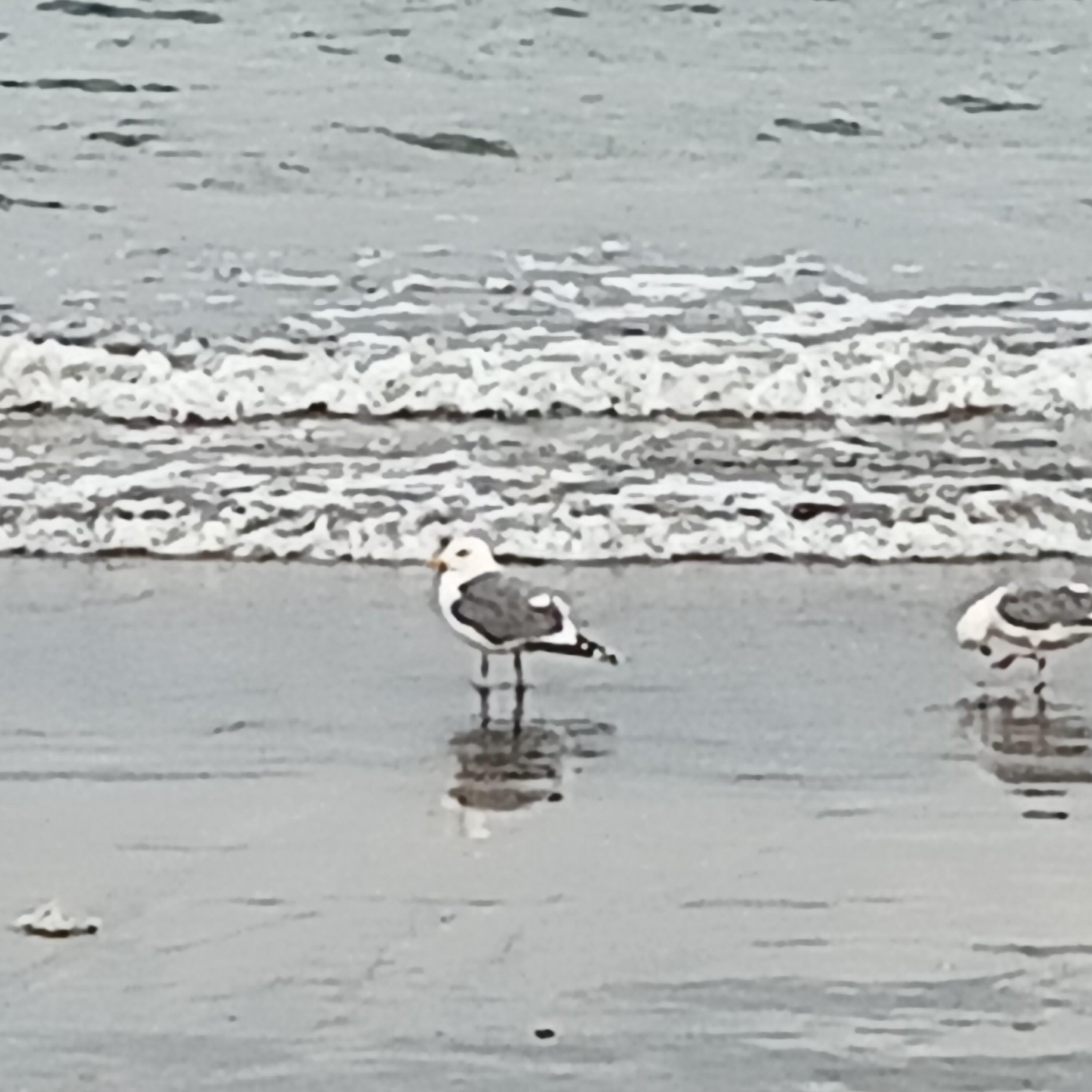 ネーブルオレンジ