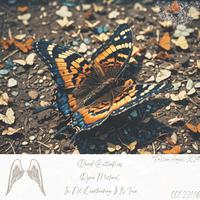 Dead Butterflies (feat. Cobalt)
