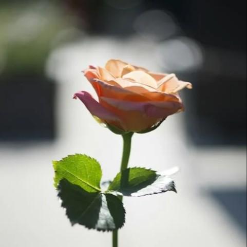春娇与志明 (温柔女声)封面