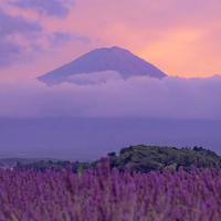 羊羊羊 - 爱难放