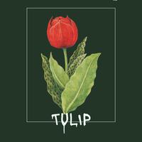 Tulip