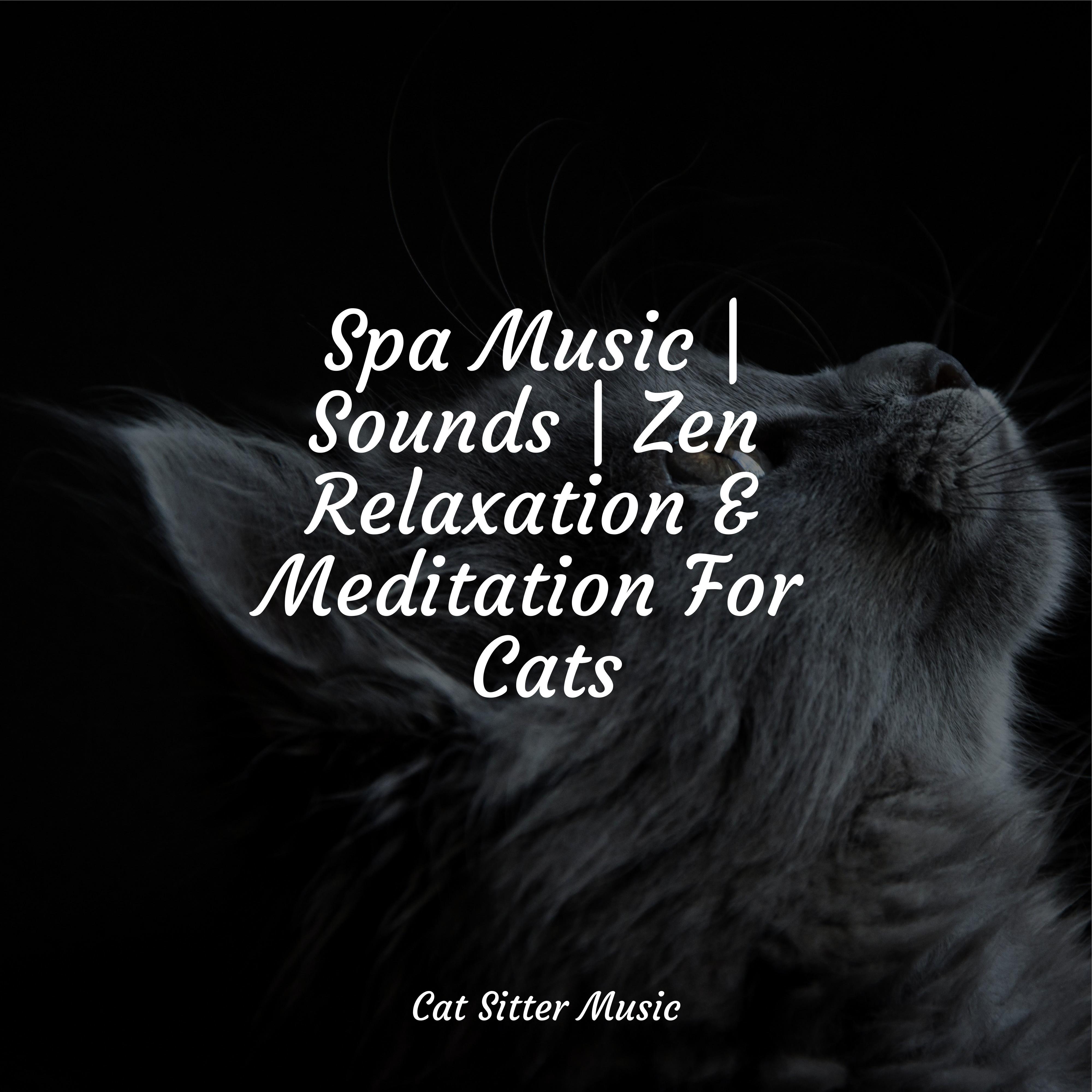 Healing Sounds - Music for Relaxing Cats/Calm Music for Cats/Cat Music ... - Cat Calming Music For Hyper Cats Reviews
